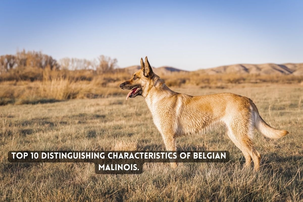 Top 10 Distinguishing Characteristics of Belgian Malinois.