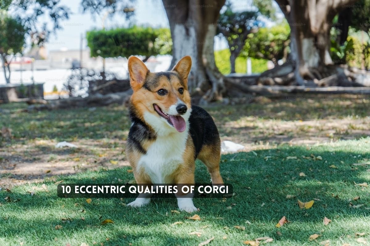 Corgi