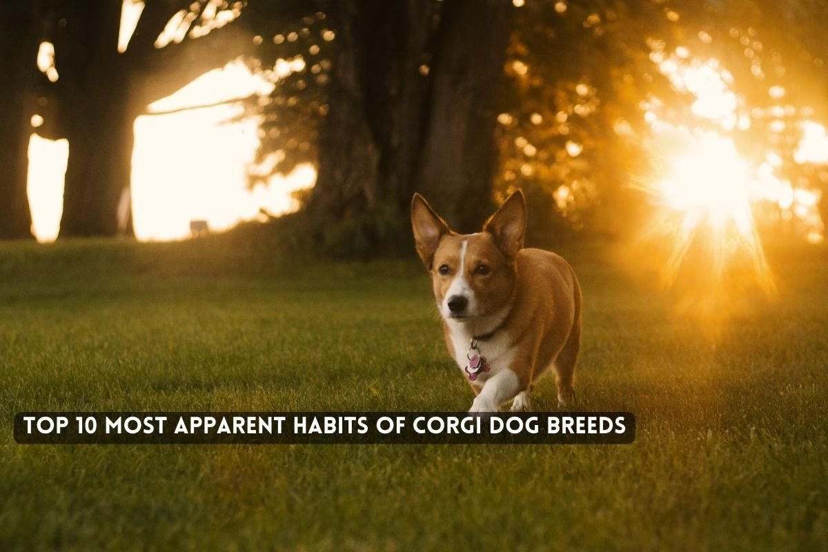 Top Most Apparent Habits of Corgi Dog Breeds