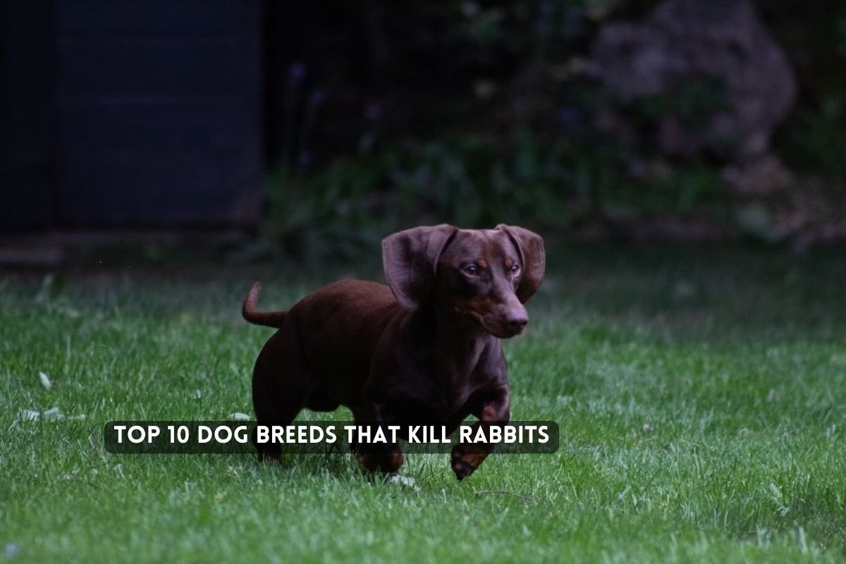 Top Dog Breeds that Kill Rabbits