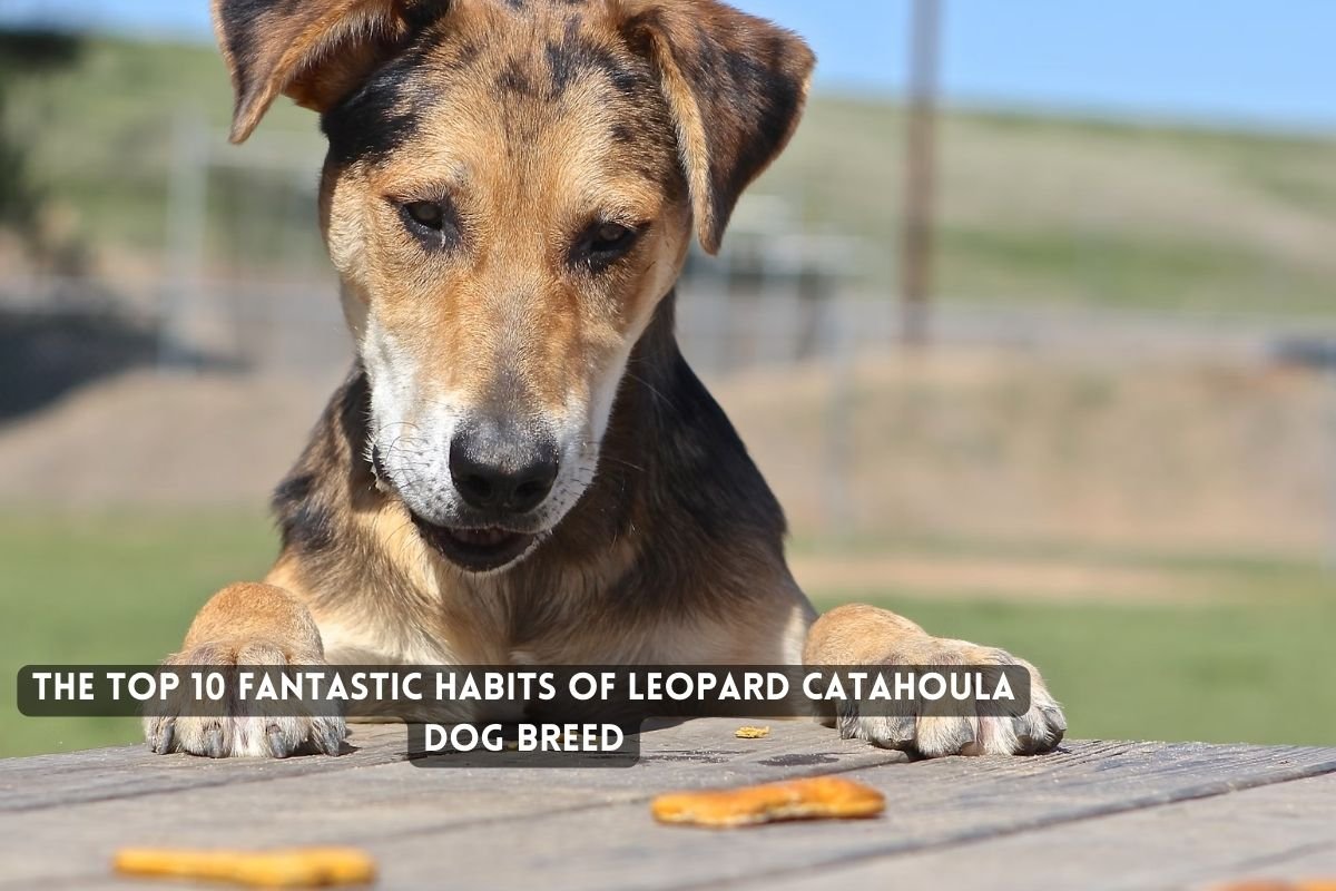 The Top Fantastic Habits of Leopard Catahoula Dog Breed