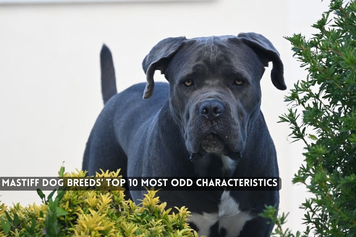 Mastiff Dog Breeds' Top 10 Most Odd Characteristics