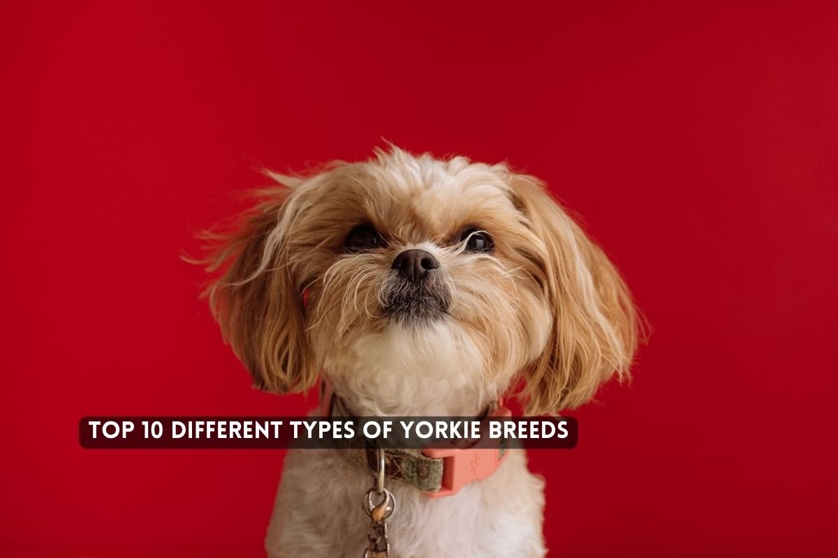 Top Different Types Of Yorkie Breeds