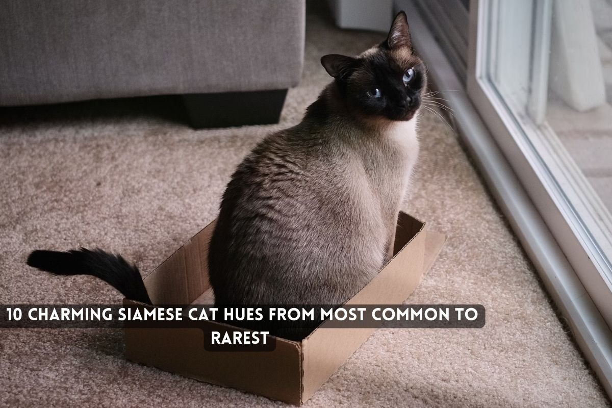 10 Charming Siamese Cat Hues From Most Common to Rarest