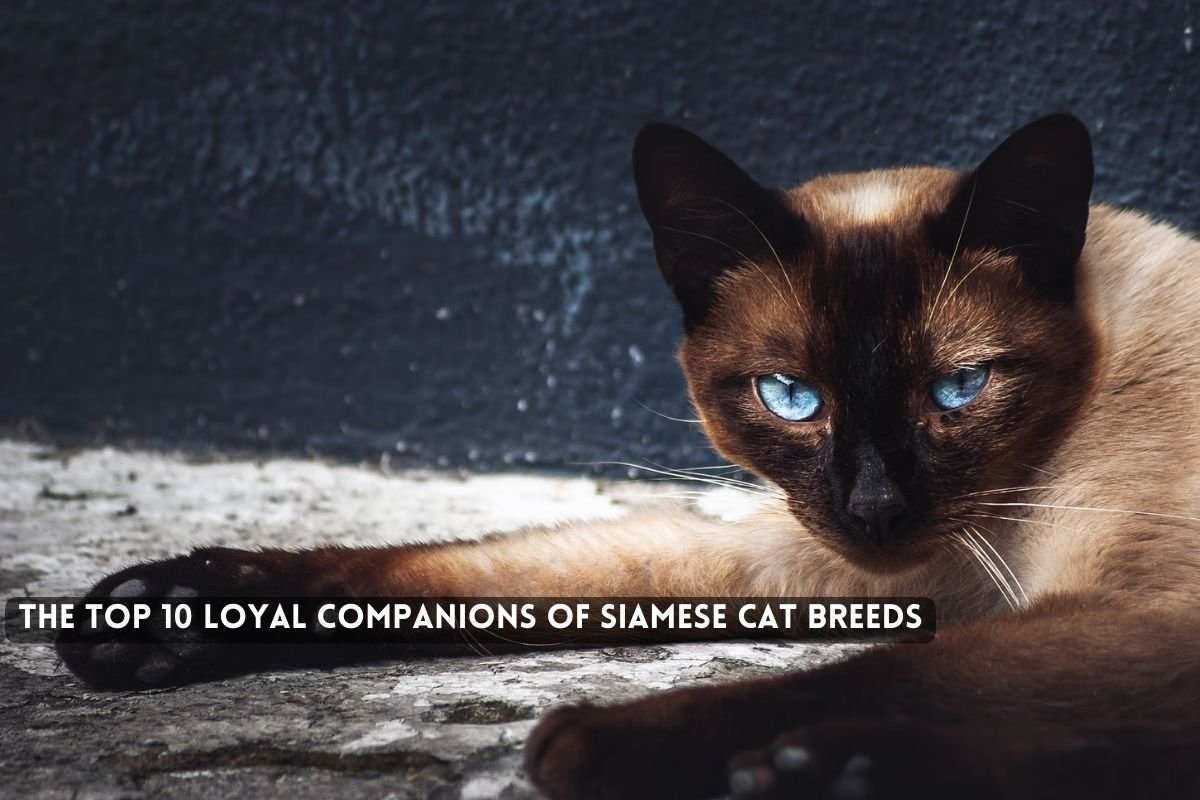 The Top Loyal Companions of Siamese Cat Breeds