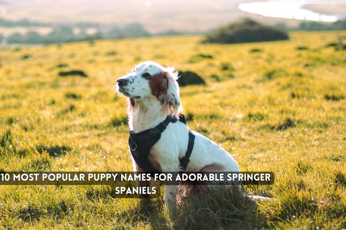 10 Most Popular Puppy Names for Adorable Springer Spaniels