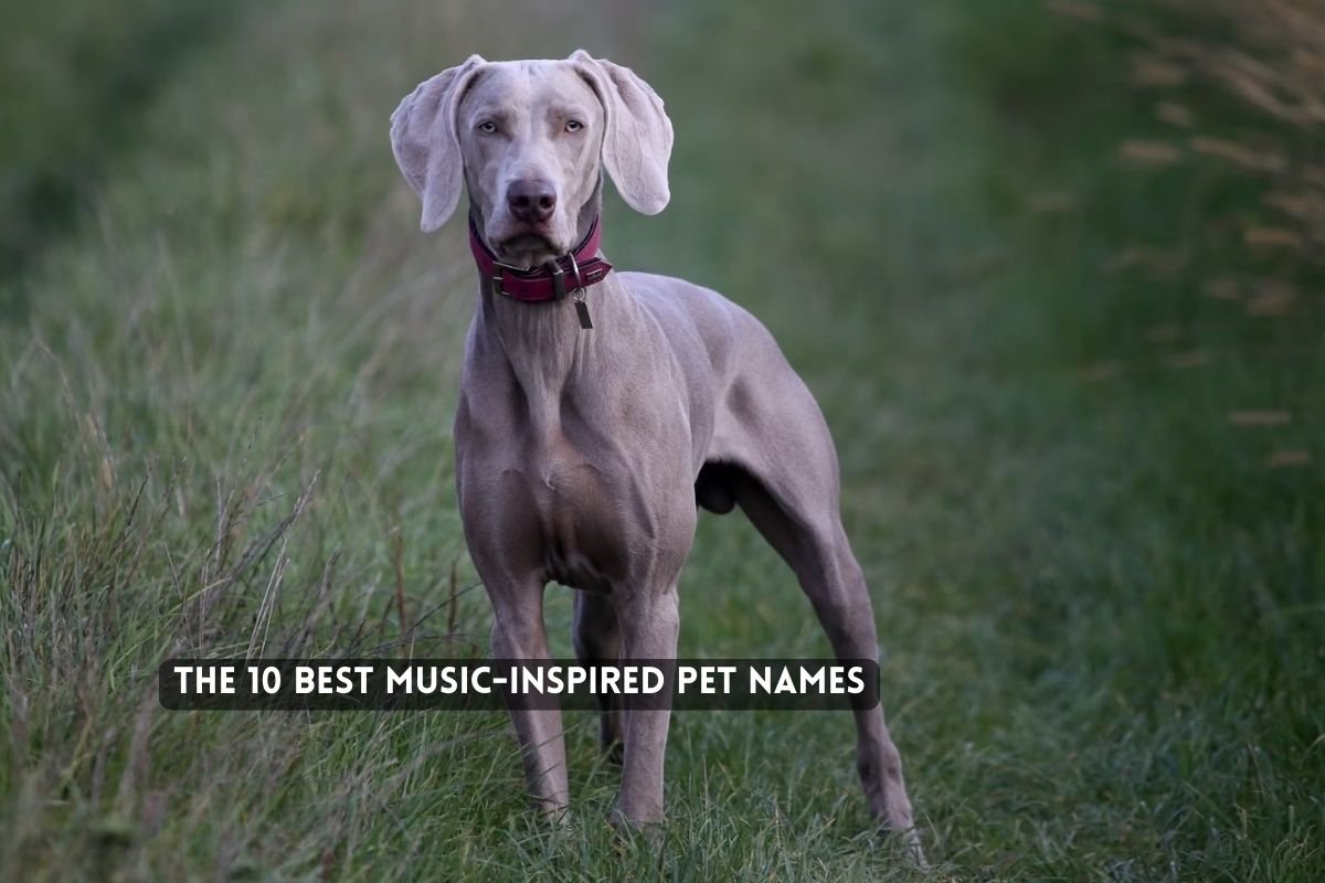 The Best Music-Inspired Pet Names