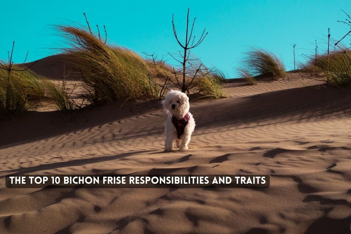 The Top  Bichon Frise Responsibilities and Traits