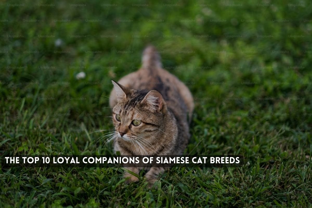 The Top Loyal Companions of Siamese Cat Breeds