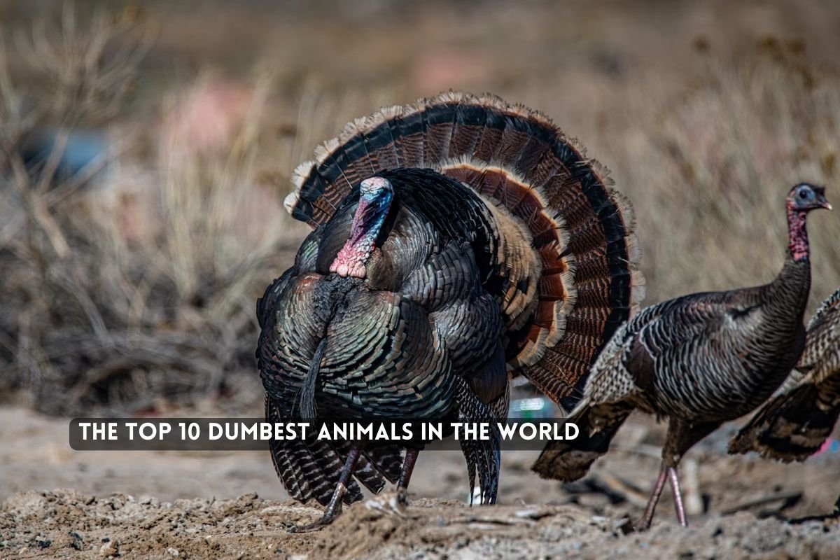 The Top Dumbest Animals in the World