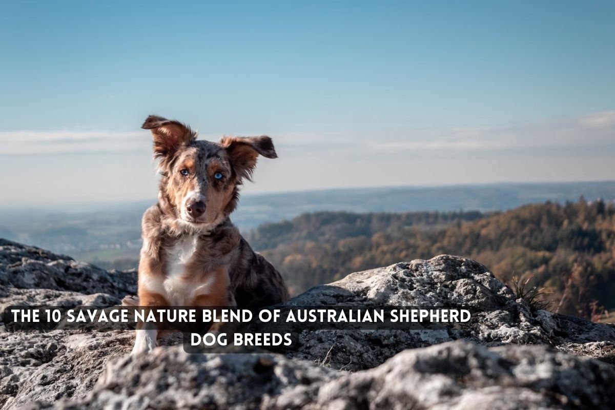 Australian Shepherd 