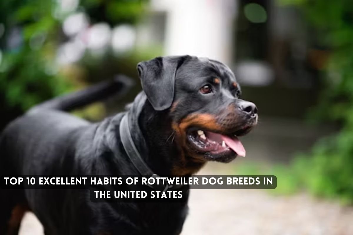 Rottweiler Dog Breeds