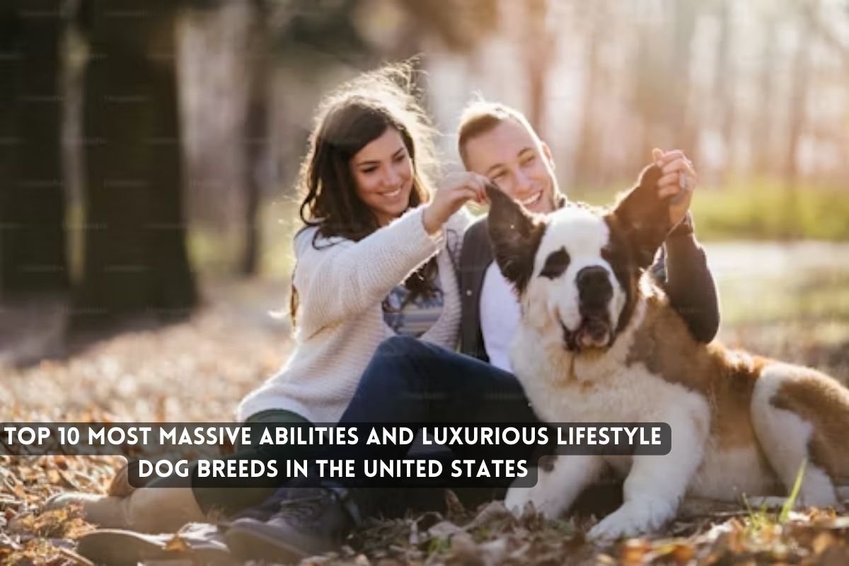Massive Abilities and Luxurious Lifestyle Dog Breeds in the United States