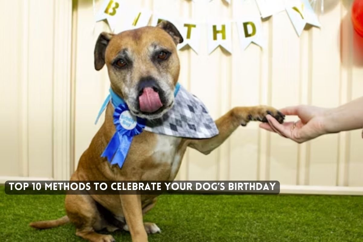 Methods to Celebrate Your Dog’s Birthday