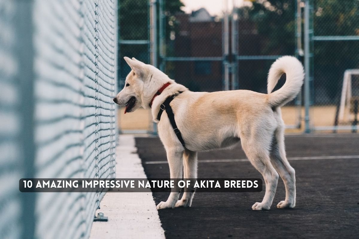 10 Amazing Impressive Nature of Akita Breeds