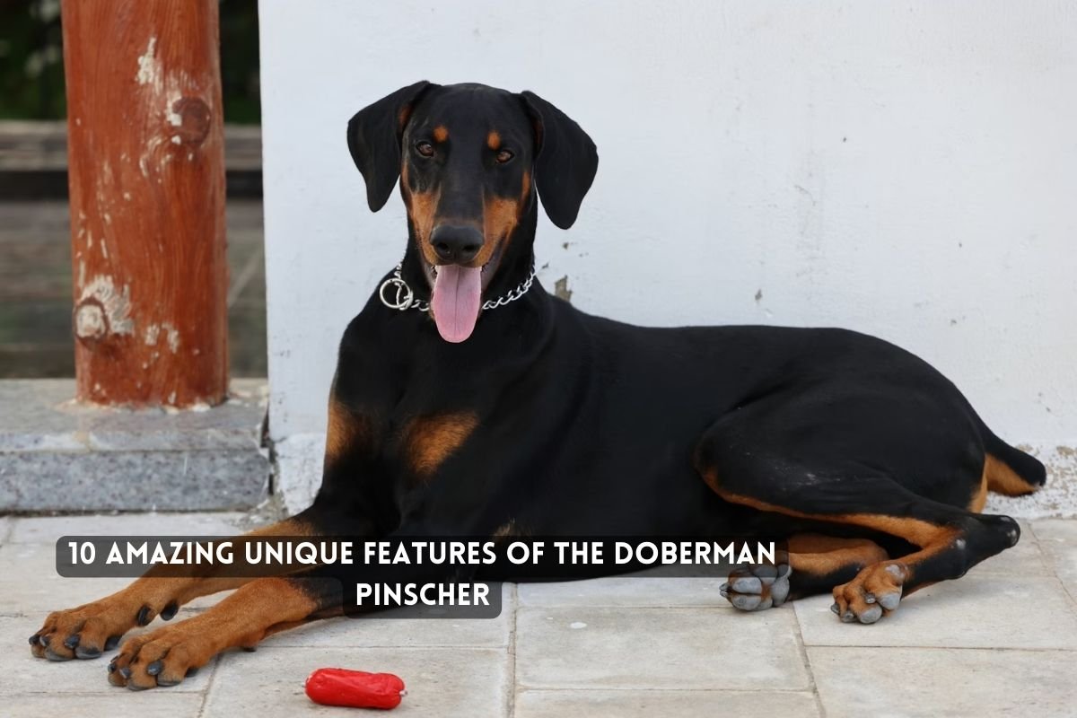 10 Amazing Unique Features of the Doberman Pinscher