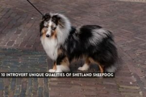 Introvert Unique Qualities of Shetland Sheepdog